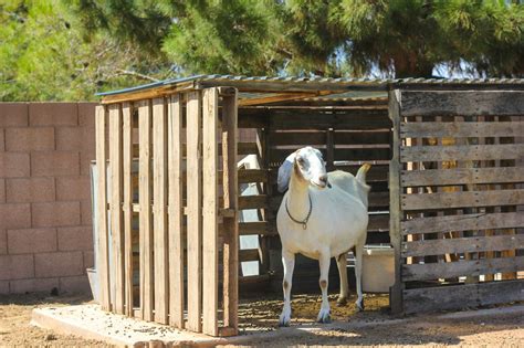 pallet goat house plans